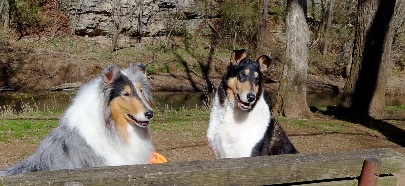Two collies sit behind a wooden bench near a stream.