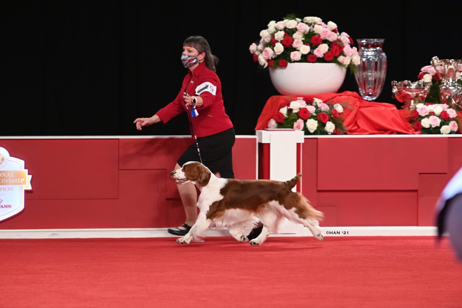 AKC Welsh Springer Spaniel