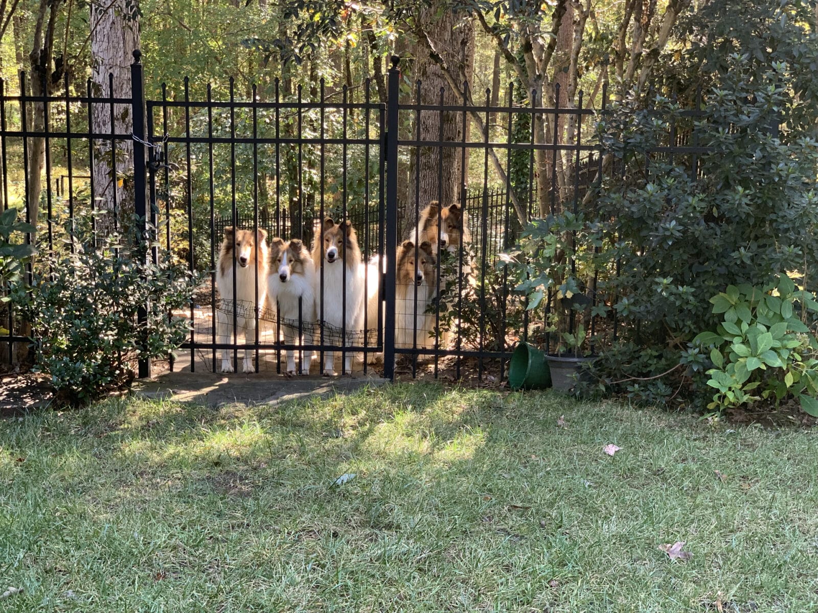 Whitehall-Kennels-WhitehallCollies@frontGate