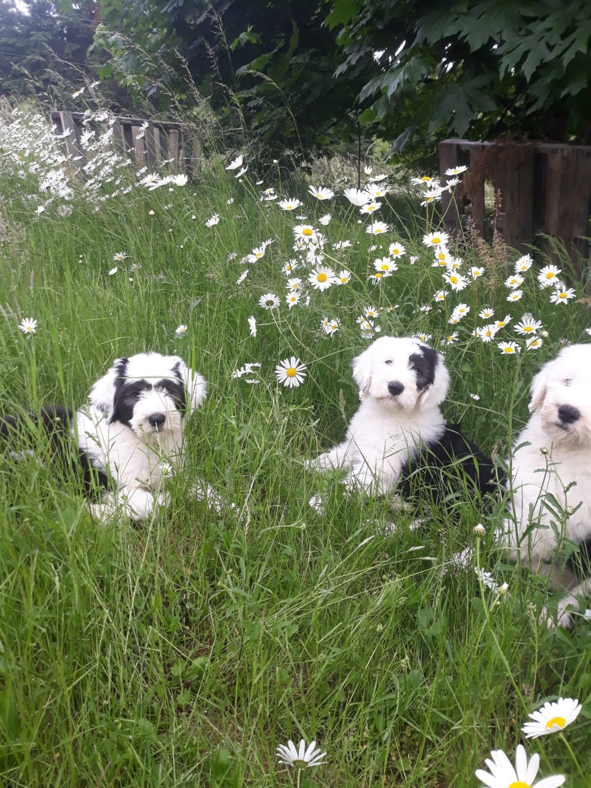 Three fluffy Old English Sheepdog puppies sit in a field of daisies and tall grass.