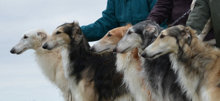 Family of AKC Borzois