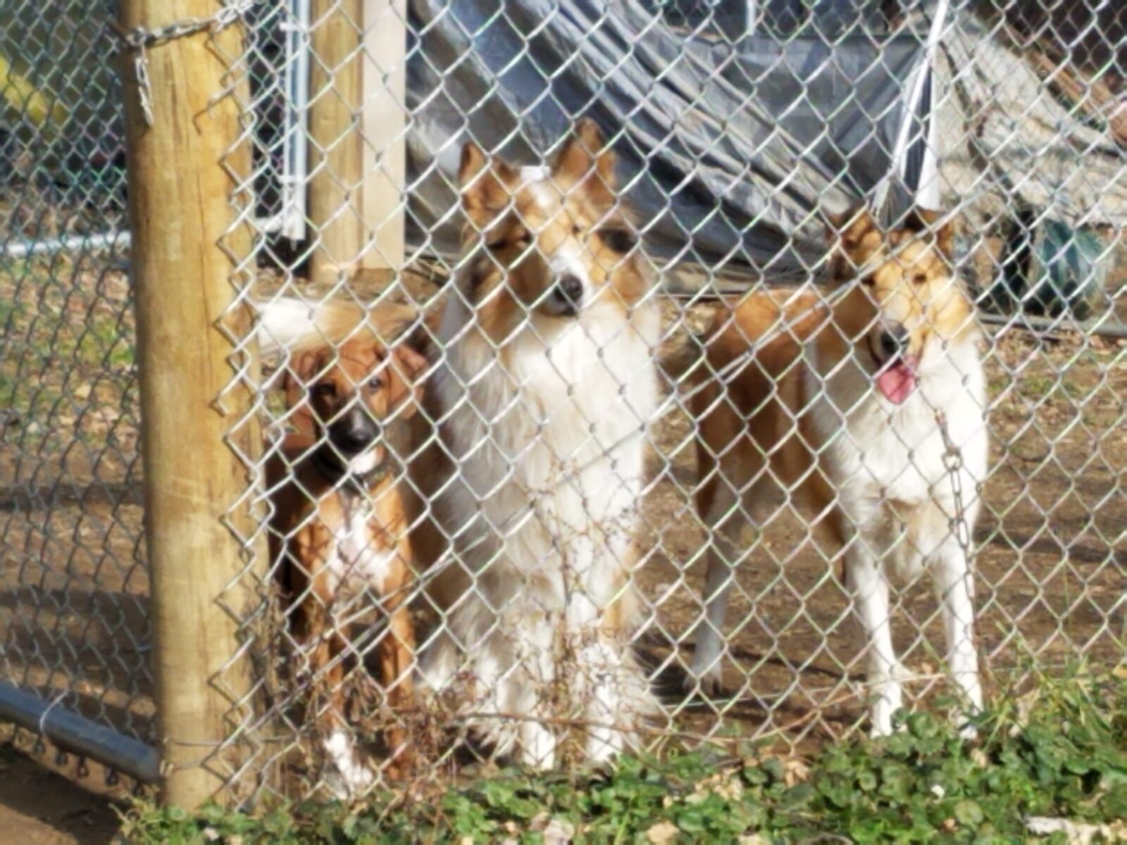 Three dogs behind a chain-link fence.