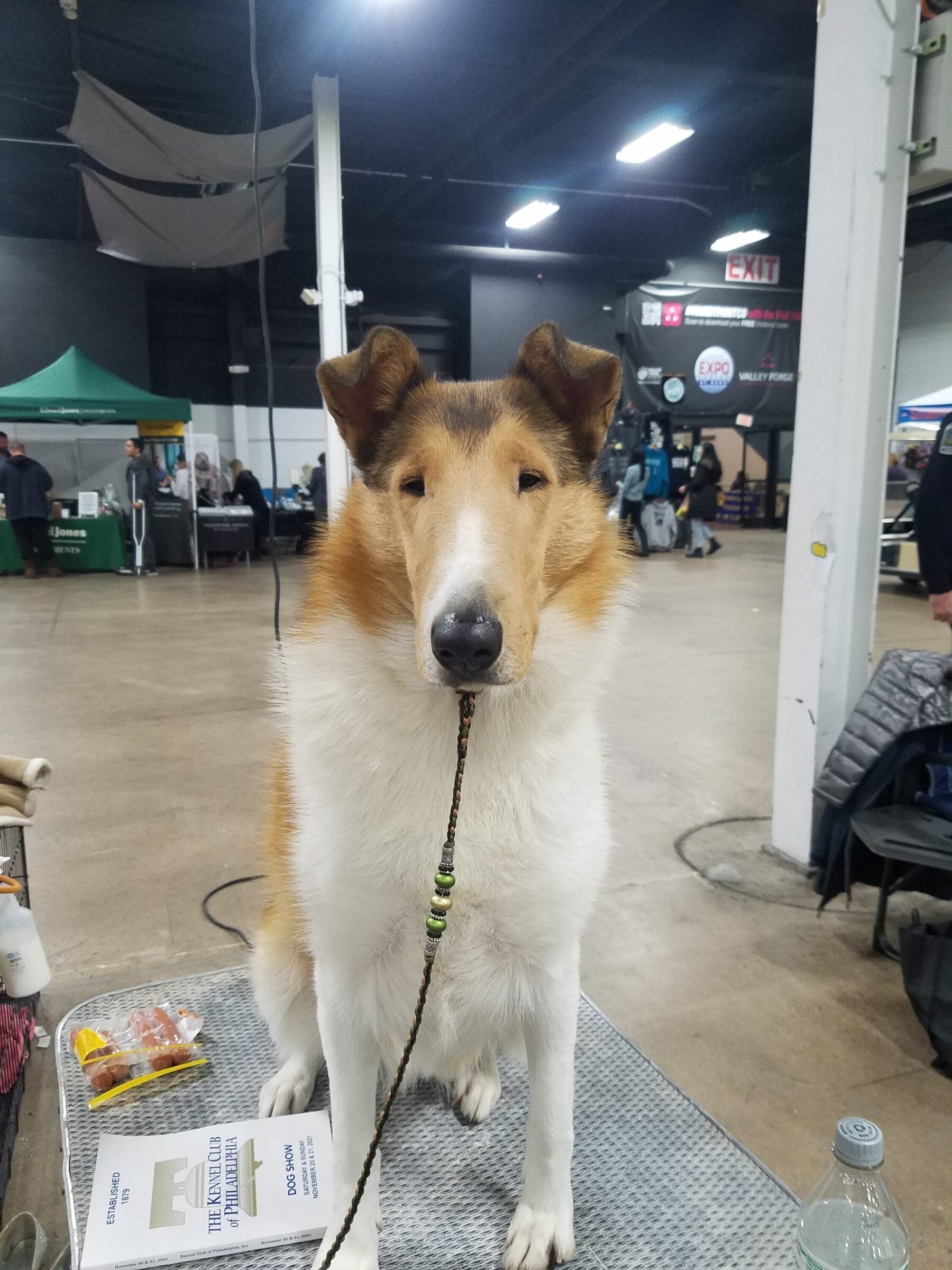 Kokomo Collies | Ohio Collie Breeder
