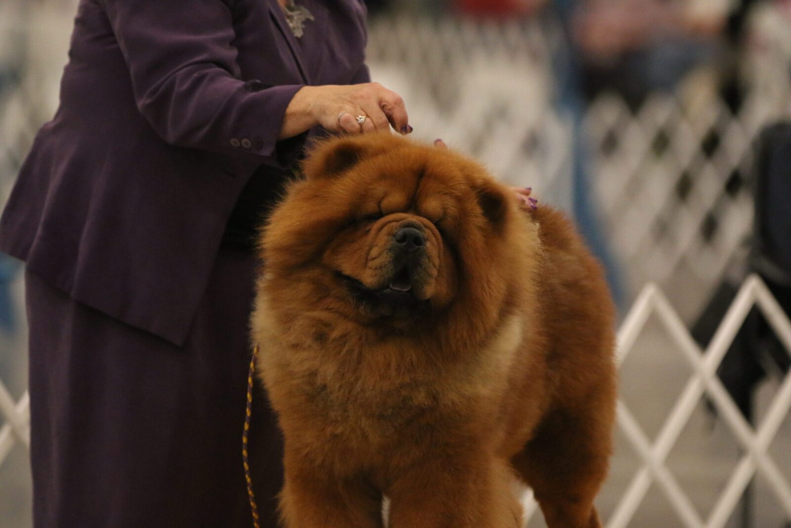 Fluffy red Chow Chow dog with a person in a purple suit.