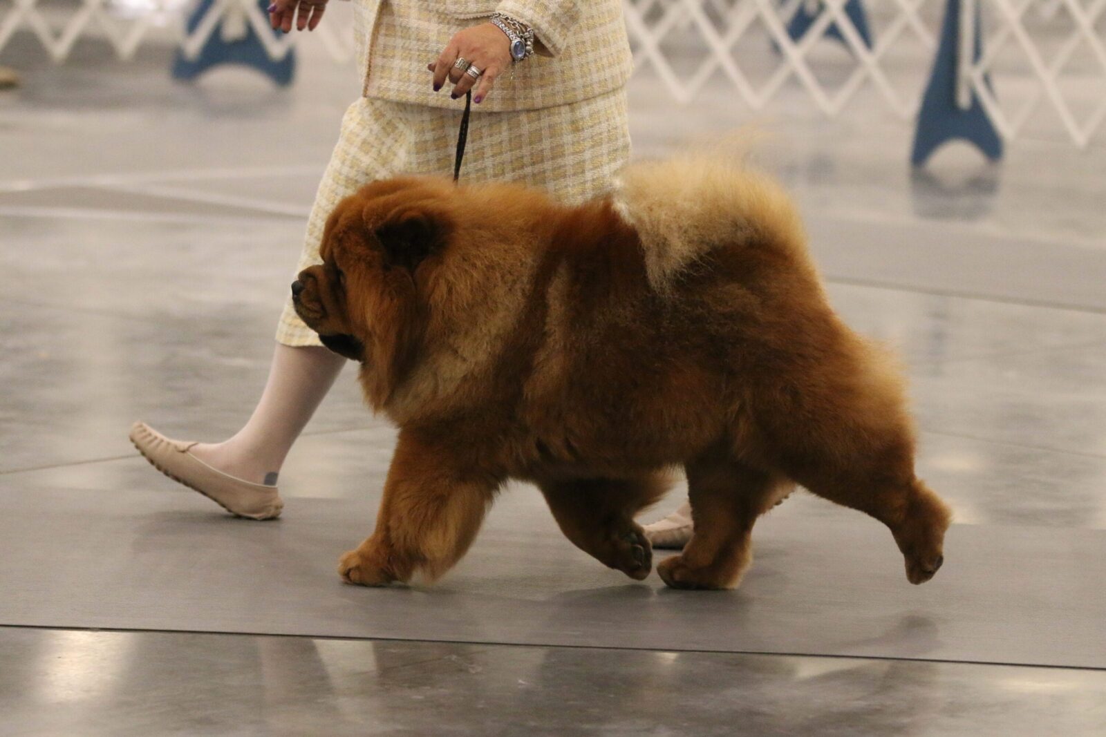 Fluffy chow chow dog on leash being walked by a person in a tweed suit.