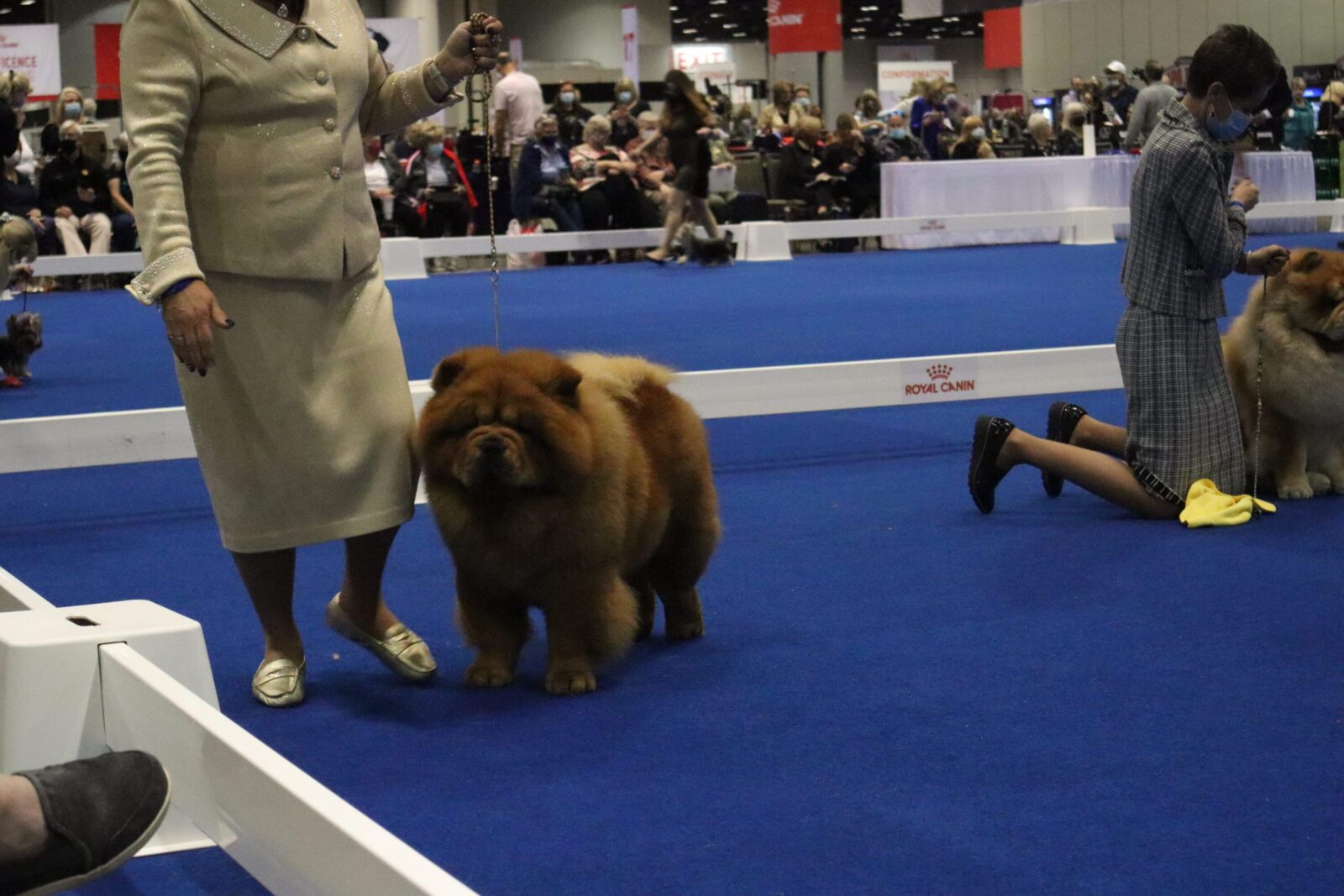 Chow Chow dog on blue carpet with handler and judge at dog show.