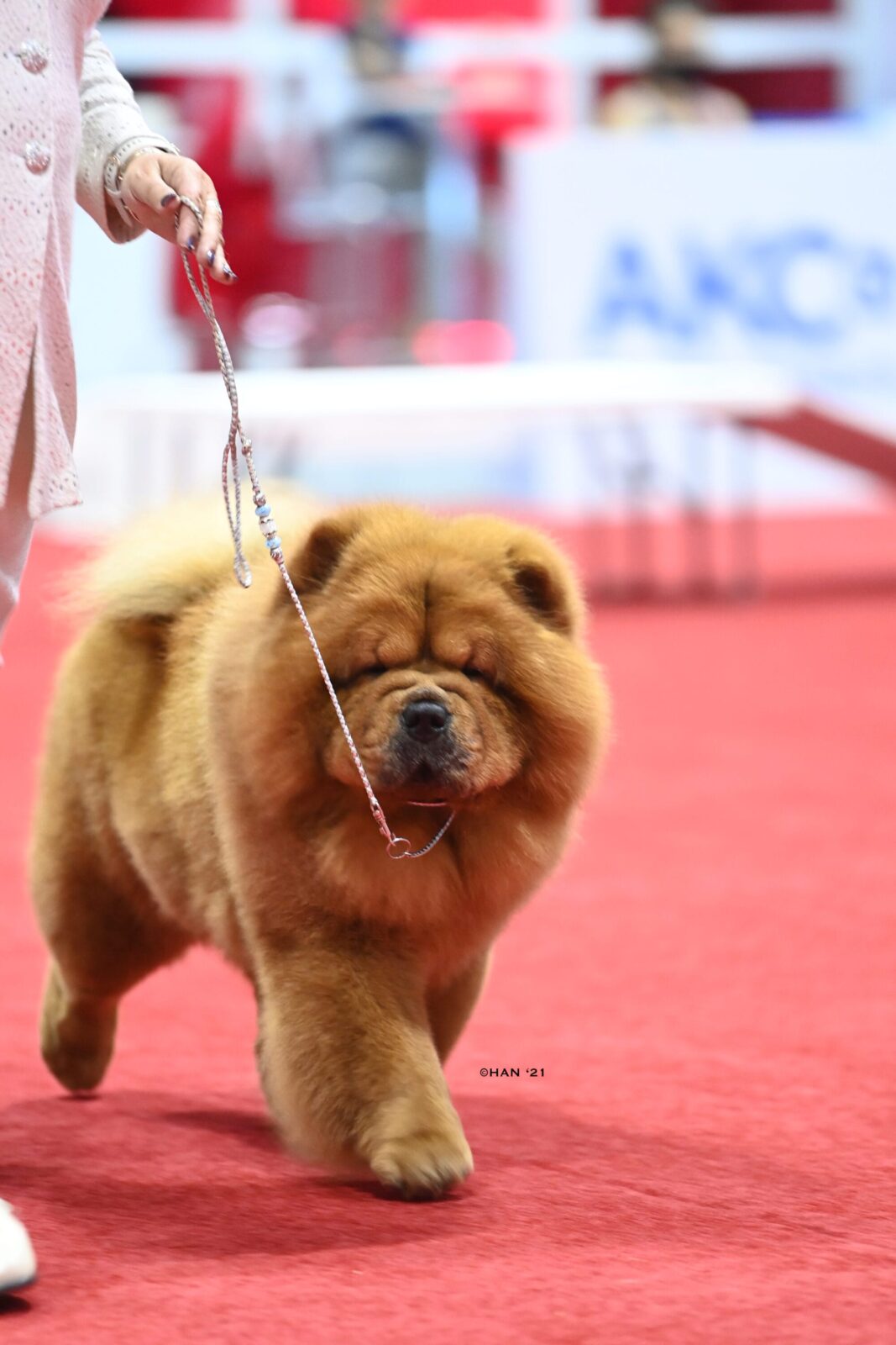 Fluffy chow chow on a red carpet with a handler.