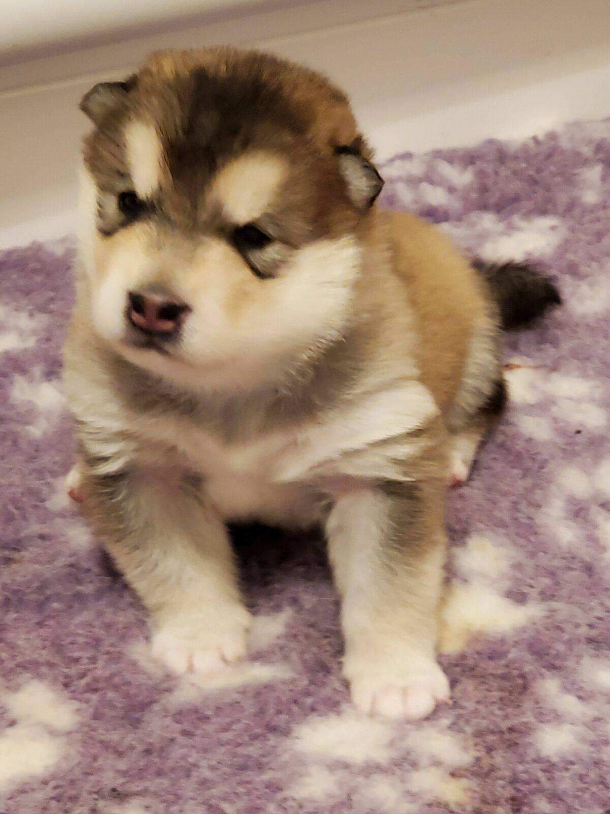 Fluffy husky puppy with brown and white fur sits on a purple blanket.