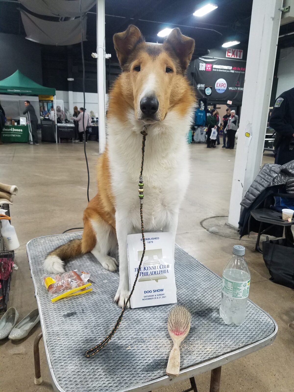 Collie dog sits on a table with a dog show program, brush, and water bottle.