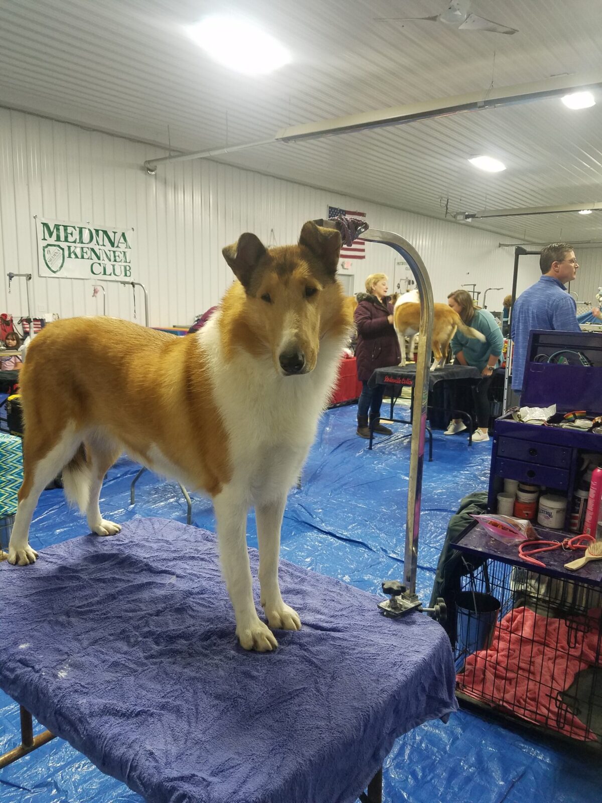 Collie standing on grooming table, with people and dogs in background.