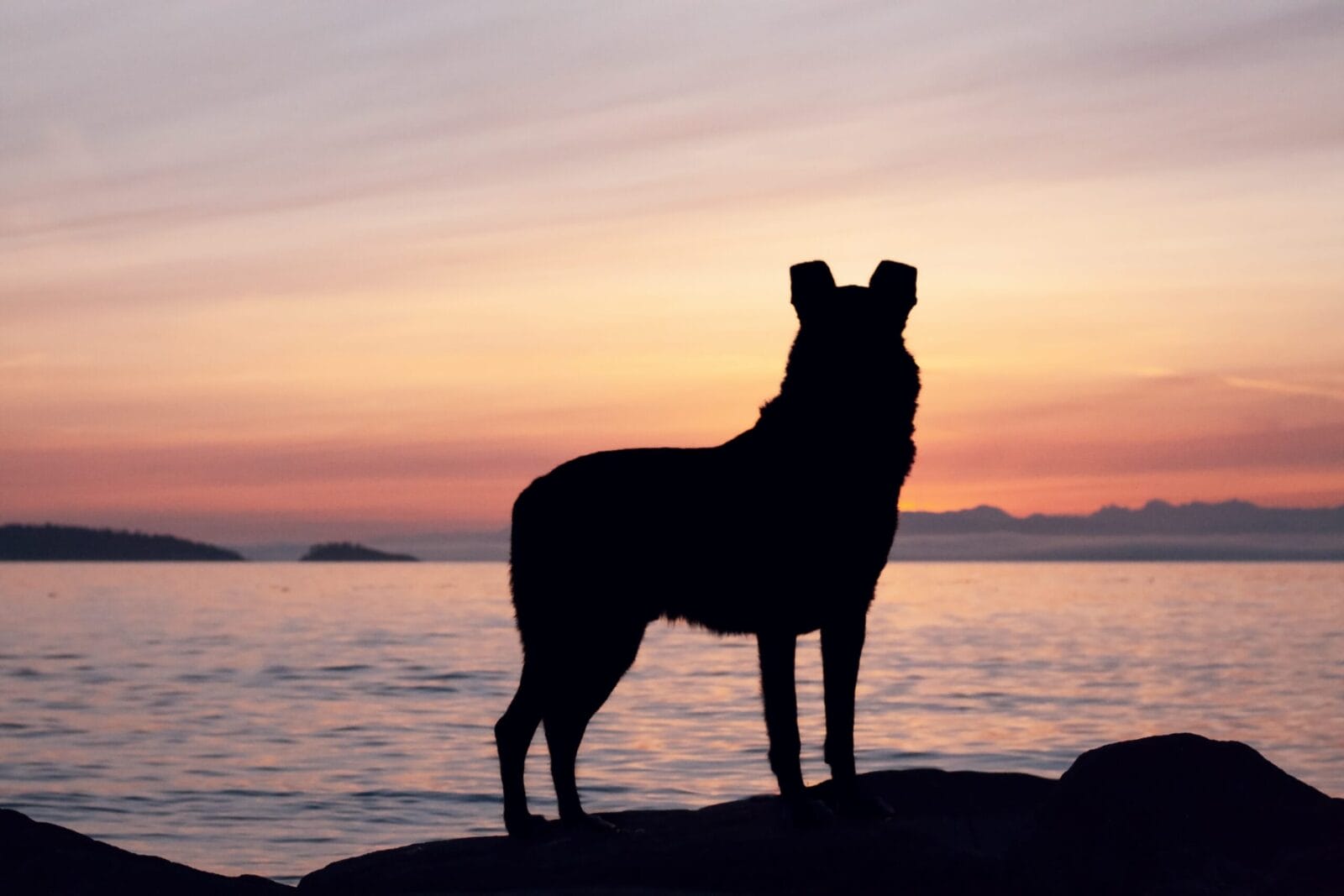 Silhouette of a dog standing on a rock by the water, with a vibrant sunset and distant islands in the background.