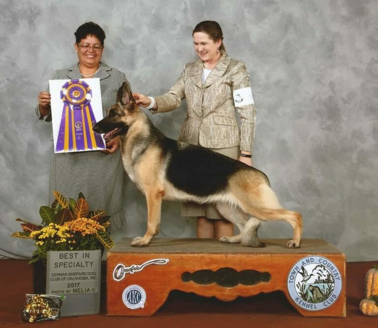 German Shepherd Best in Specialty Show