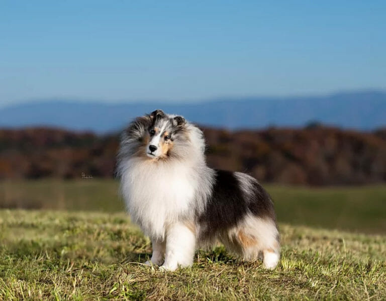 GCH Blue Heavens Lethal Weapon ROM Shetland Sheepdog