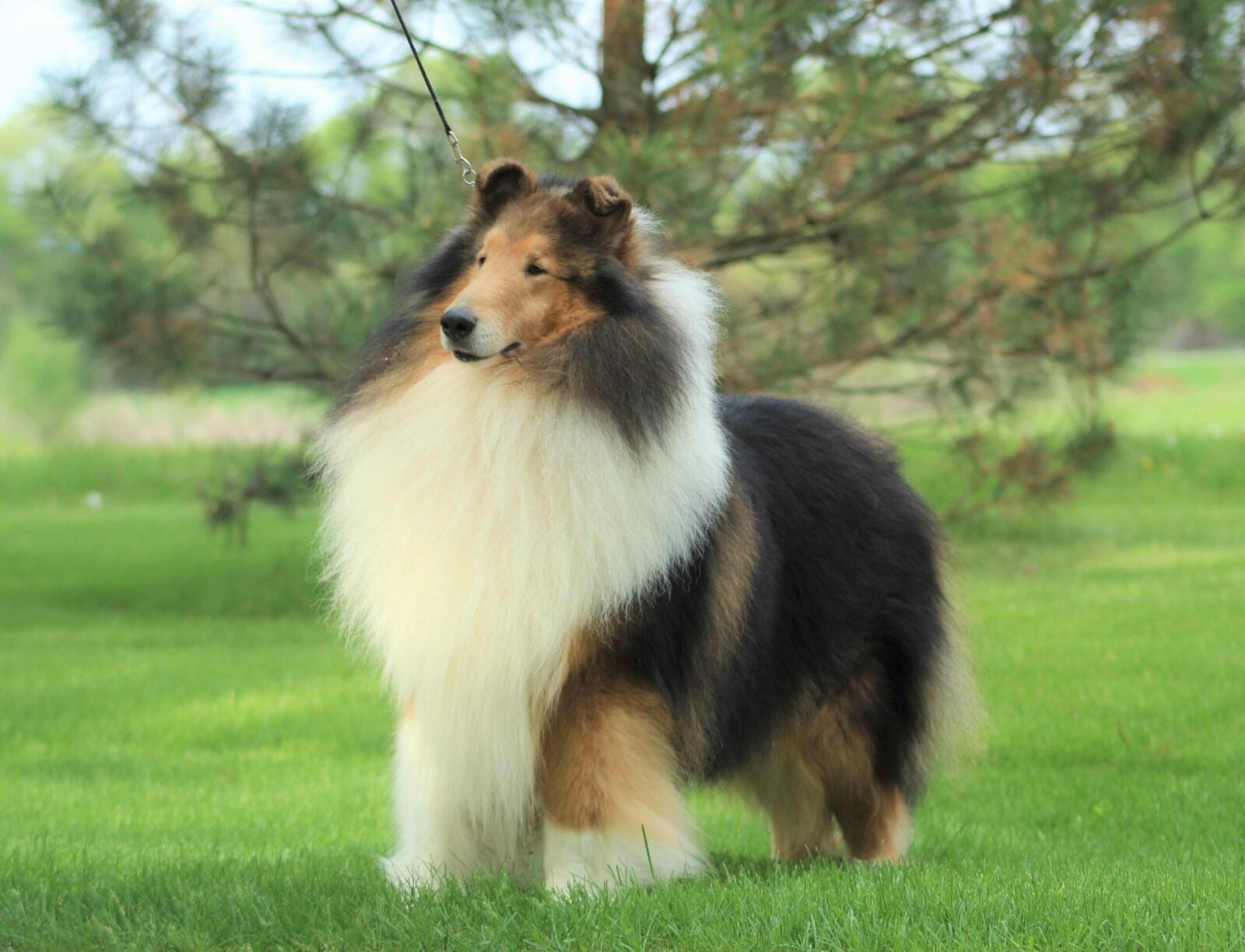 Tricolor Rough Collie with long, flowing fur stands on green grass.