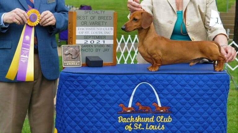 Shawdox Dachshunds-Robin-7-2