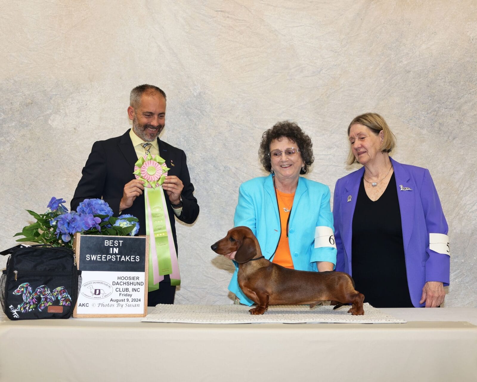 Shawdox Dachshunds-Sharky-Best-In-Specialty-Sweeps-Hoosier-2024-Sylvain-Sirois-1