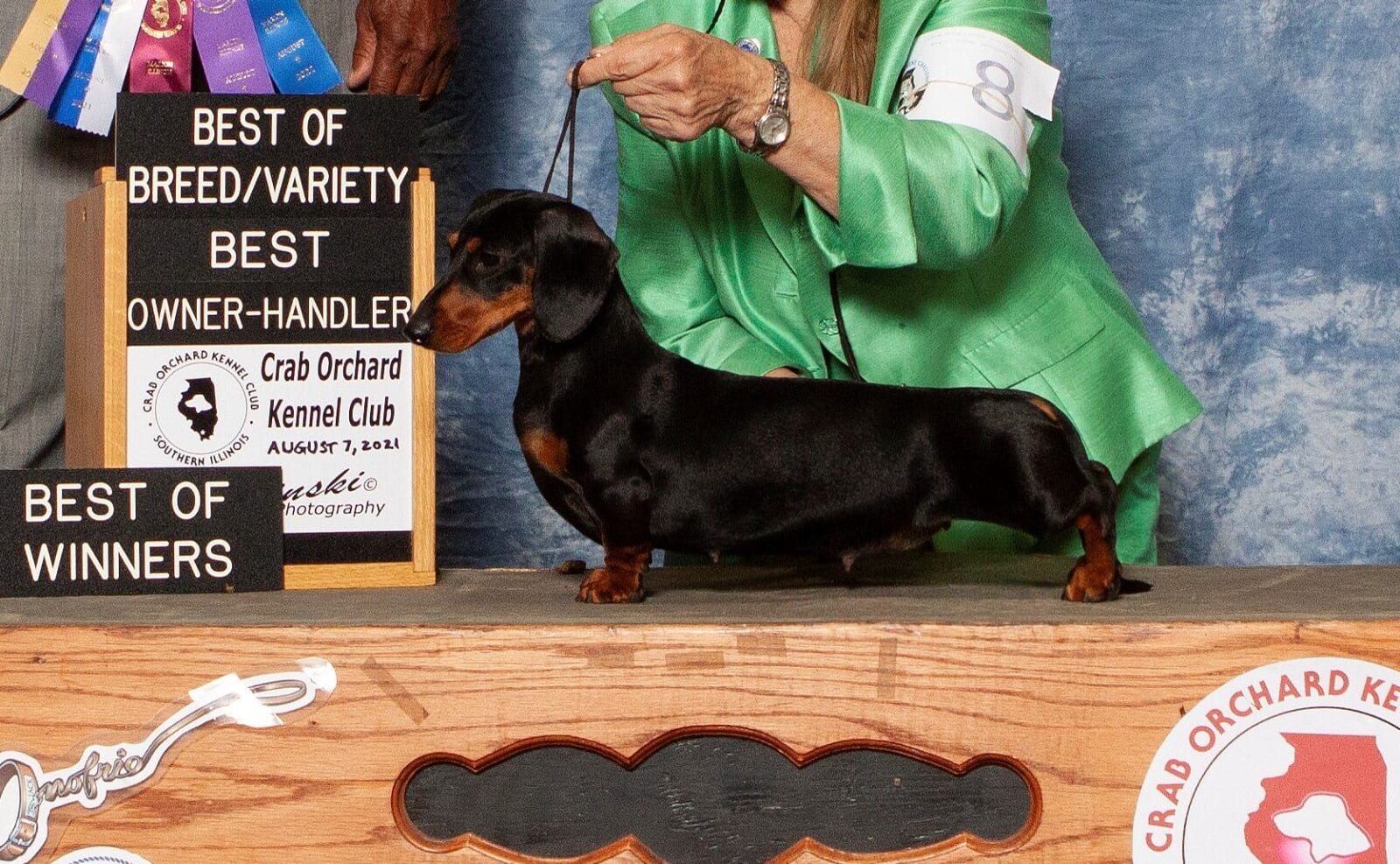 Shawdox Dachshunds-Shawdox-The-Hope-Diamond-MS-Cropped-Again-4