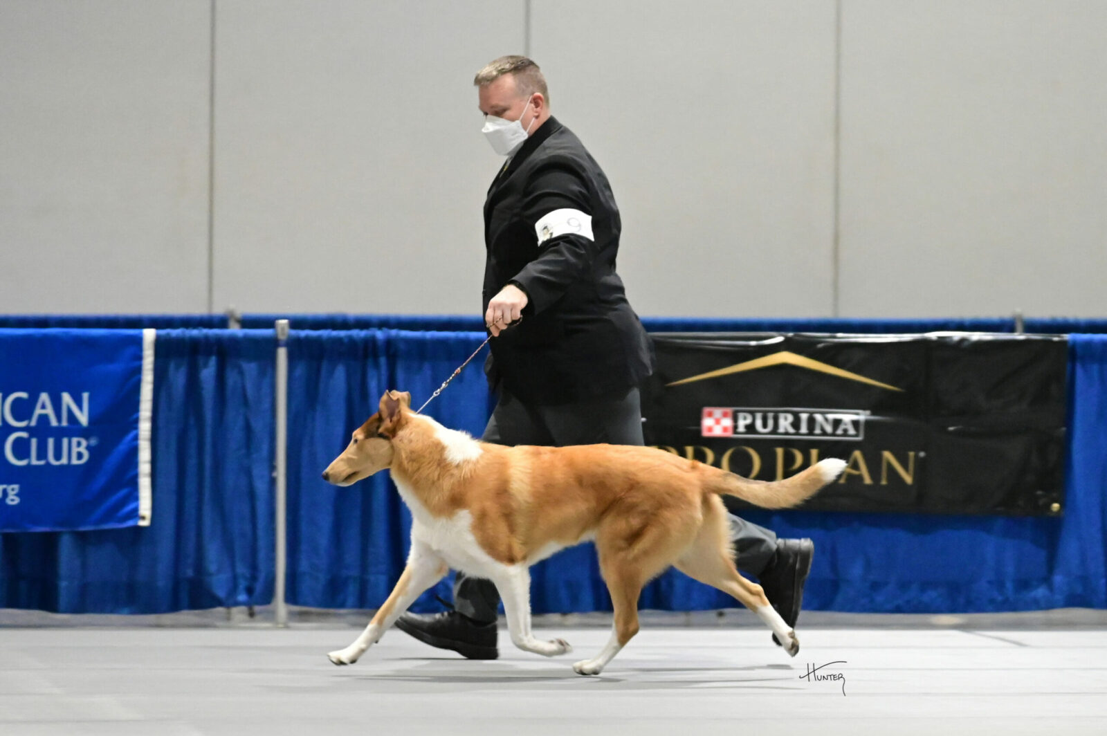 Handler with a smooth collie in a dog show.
