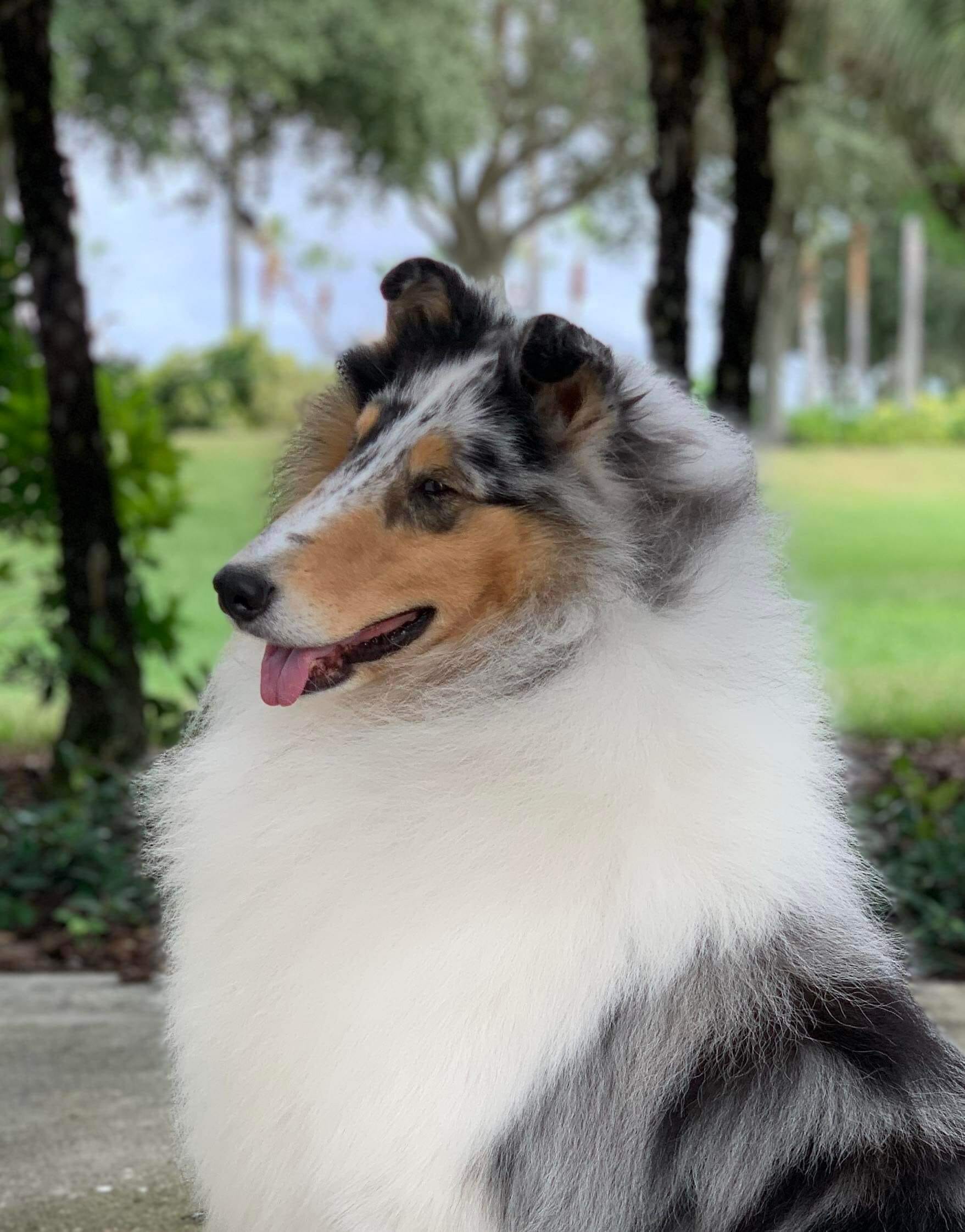 GCH Star Country Feel's Like A Party – Better Breeder Institute