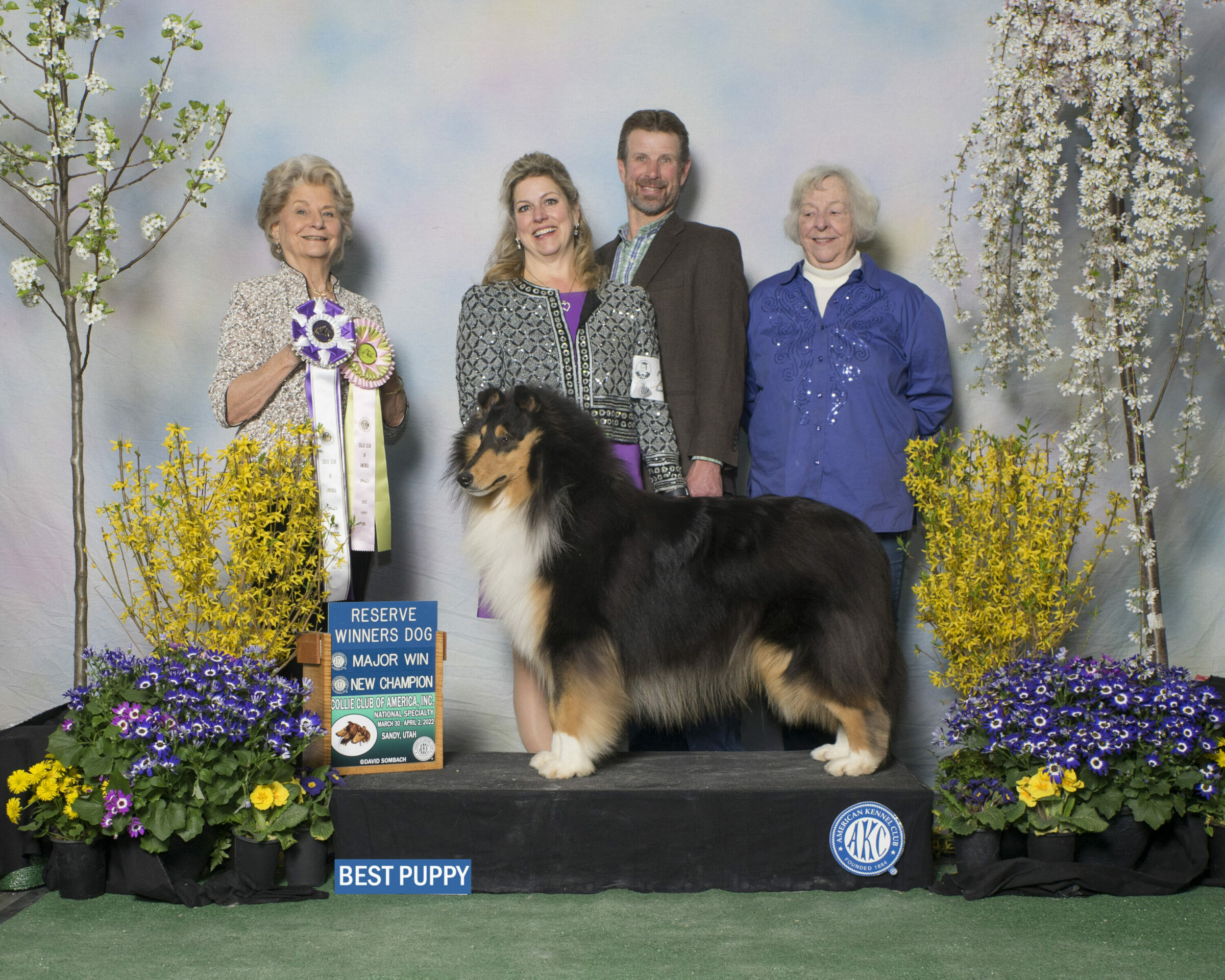 Robin Reed Collies CH Creekwood Rosebank By Invitation Only | Rough Collie Stud Dog