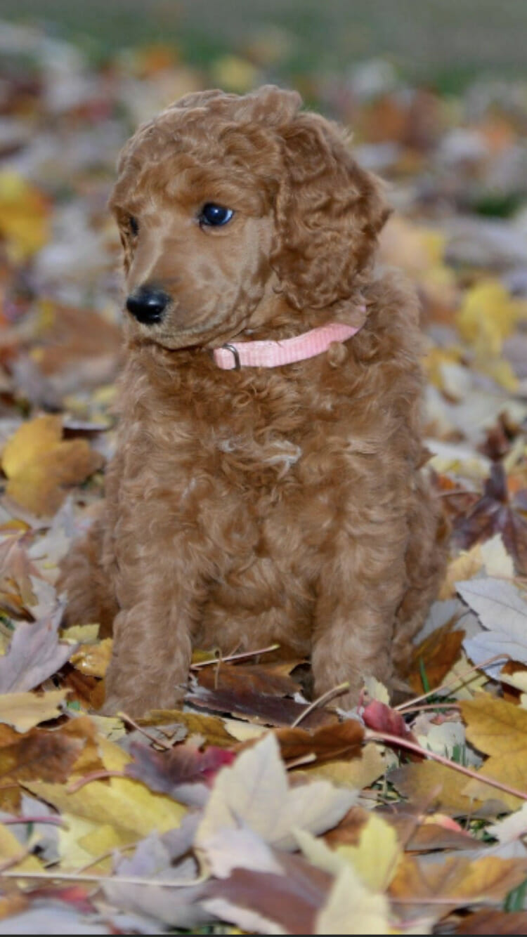 Cinnfully Standard Poodles Puppy