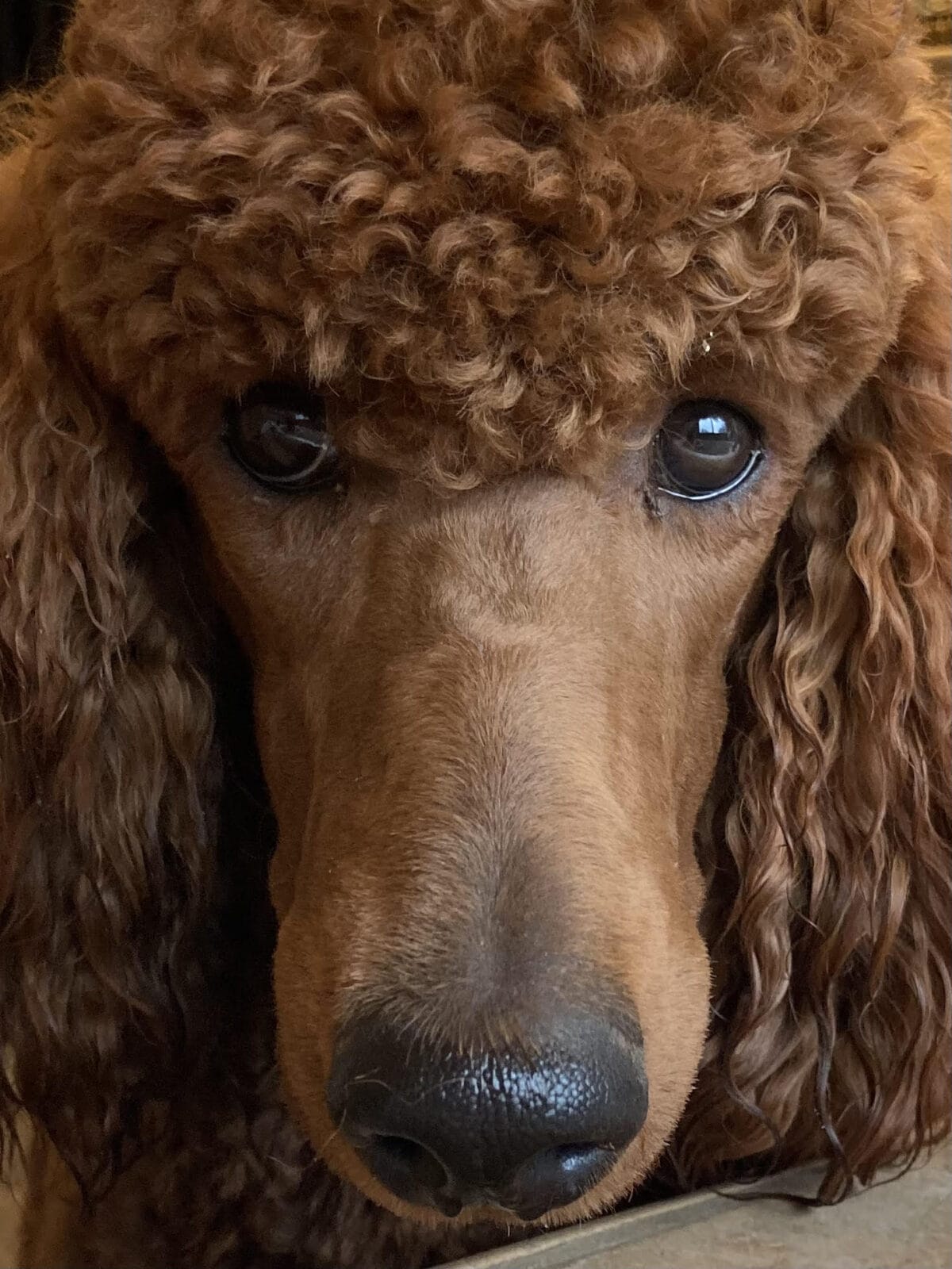 Cinnfully Standard Poodles Face