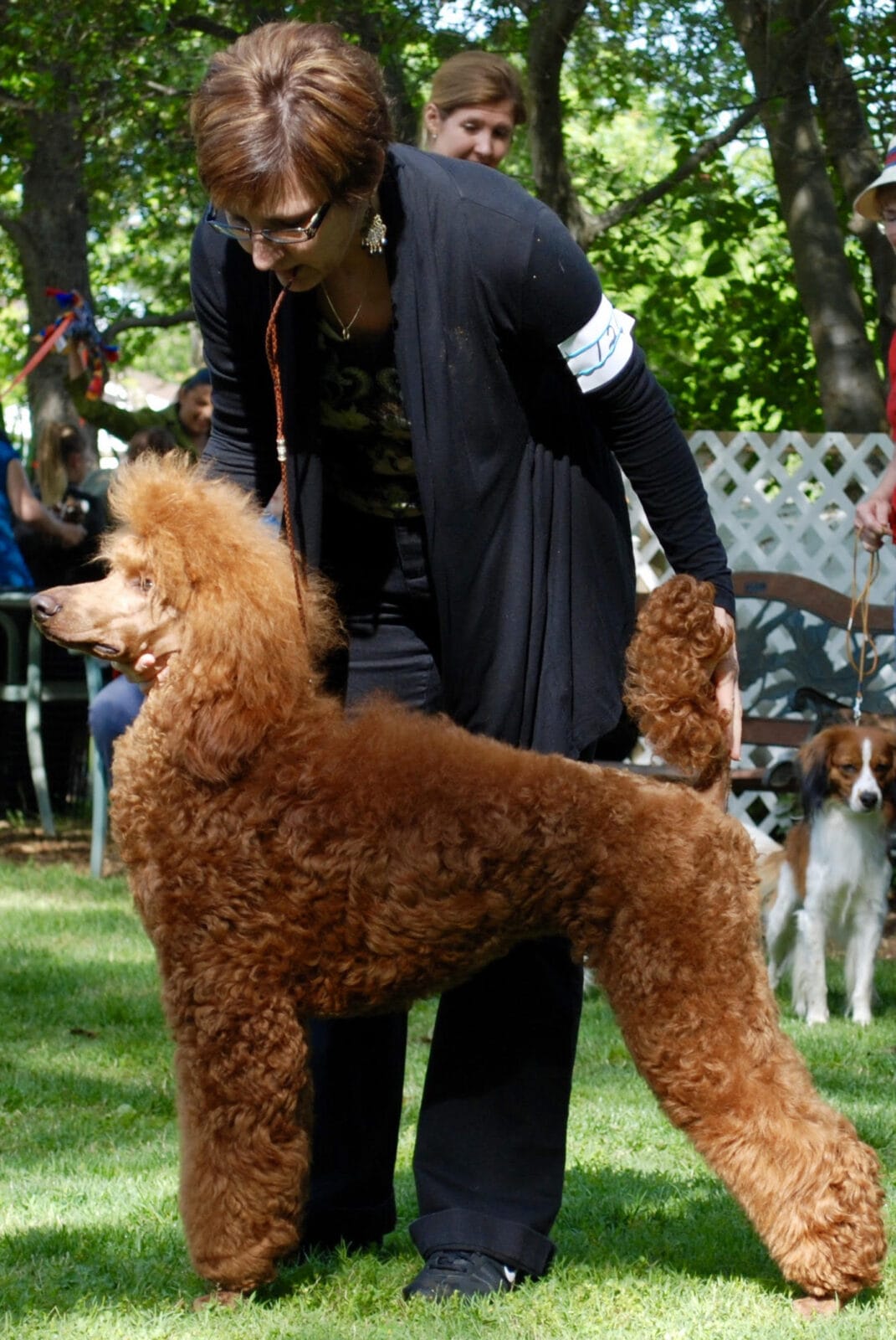 Cinnfully Standard Poodles