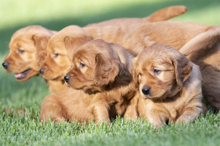 Four golden retriever puppies in green grass.