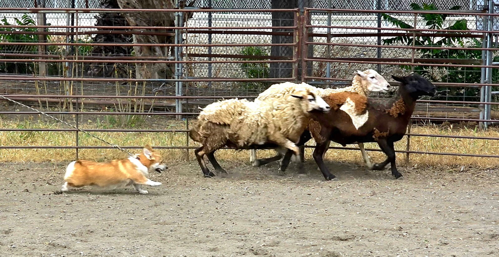 Corgi herding sheep in a pen.