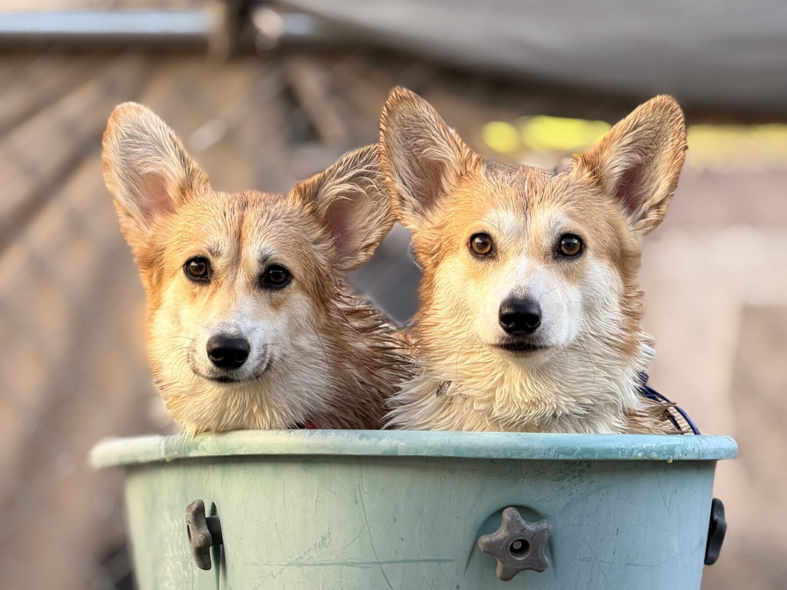Two wet corgis in a blue bucket, looking forward.