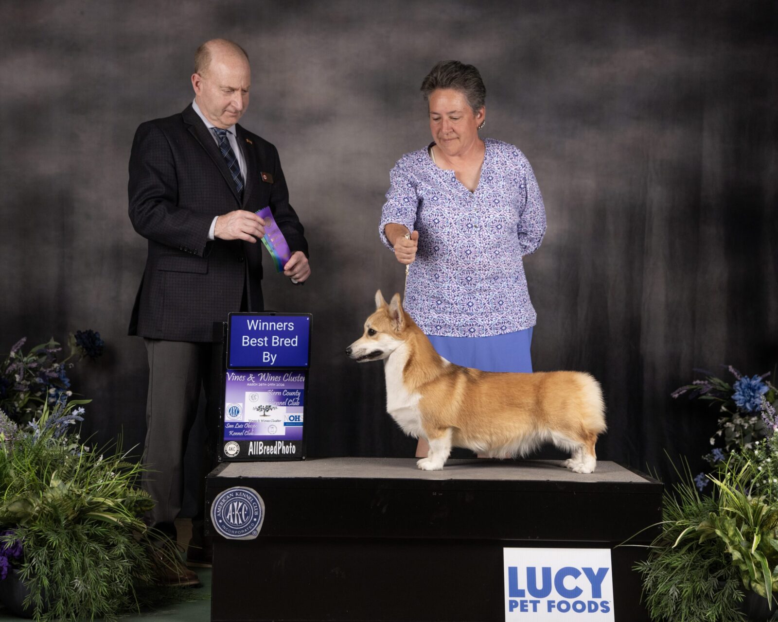 Pembroke Welsh Corgi on a pedestal with handler and judge at a dog show.