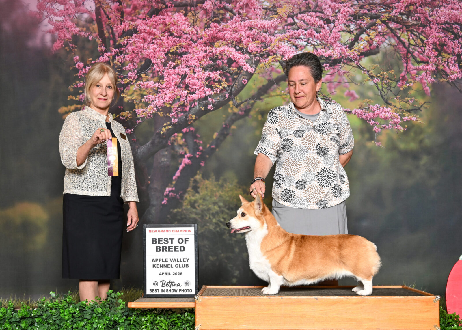 Corgi on a podium with two women and a "Best of Breed" award.