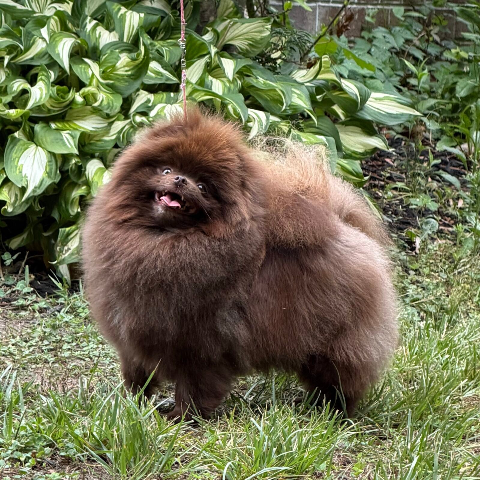 Fluffy brown Pomeranian dog with tongue out, standing in grass with green foliage.
