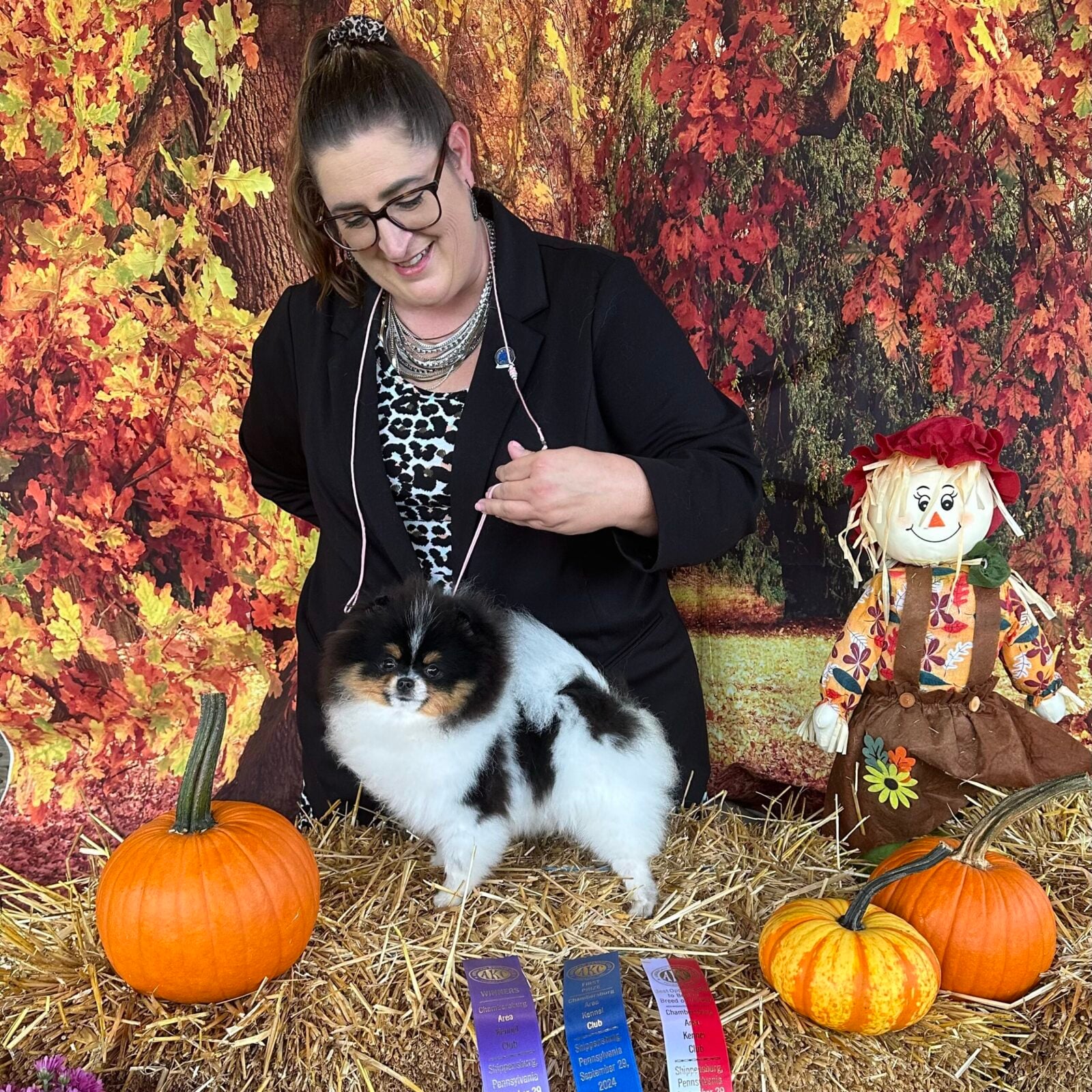 Pomeranian dog with owner, pumpkins, and scarecrow on hay.