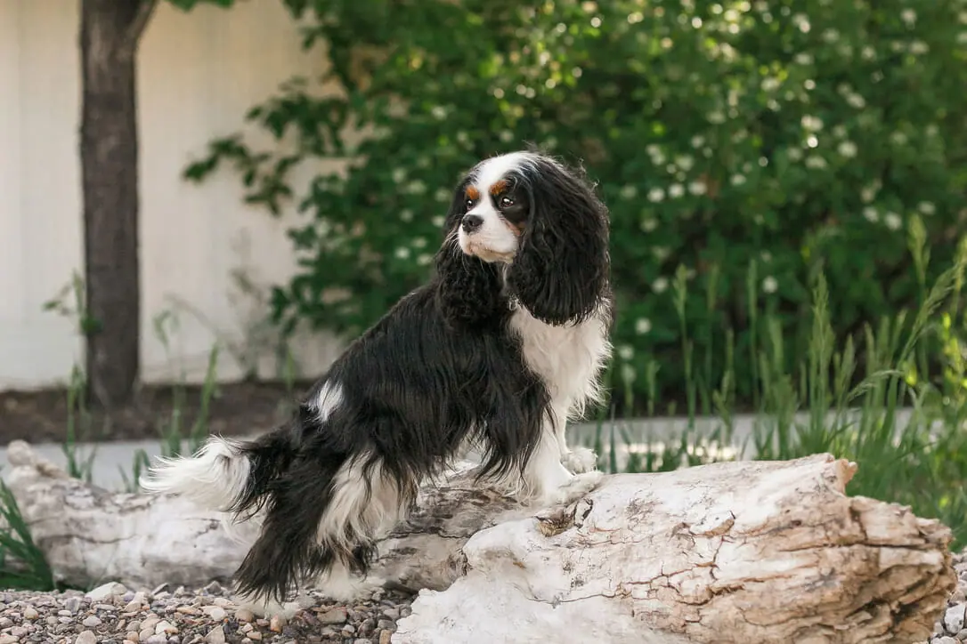 Blue cavalier king charles sales spaniel