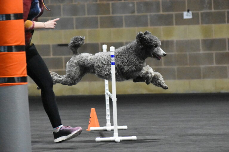 Gray poodle mid-air jump over agility hurdle, handler in background.