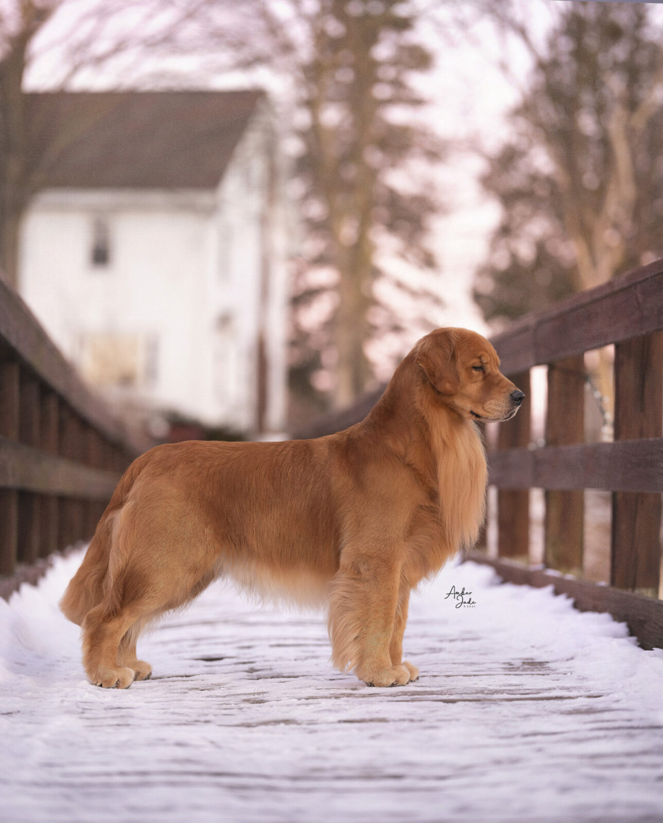 Golden Retriever stands on a snow-covered wooden bridge, with a white house in the background.