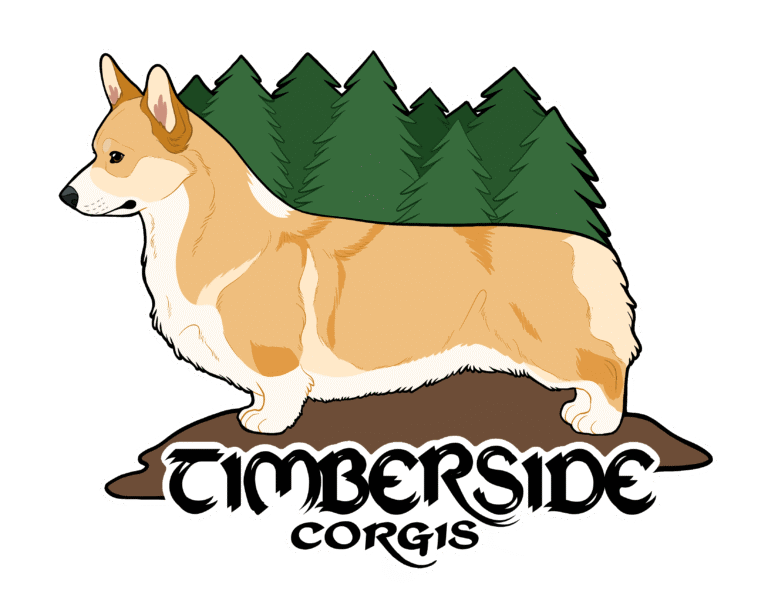 Pembroke Welsh Corgi standing in front of pine trees with "TIMBERSIDE CORGIS" text.