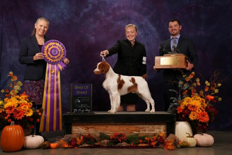 AKC Brittany Spaniel Best of Breed