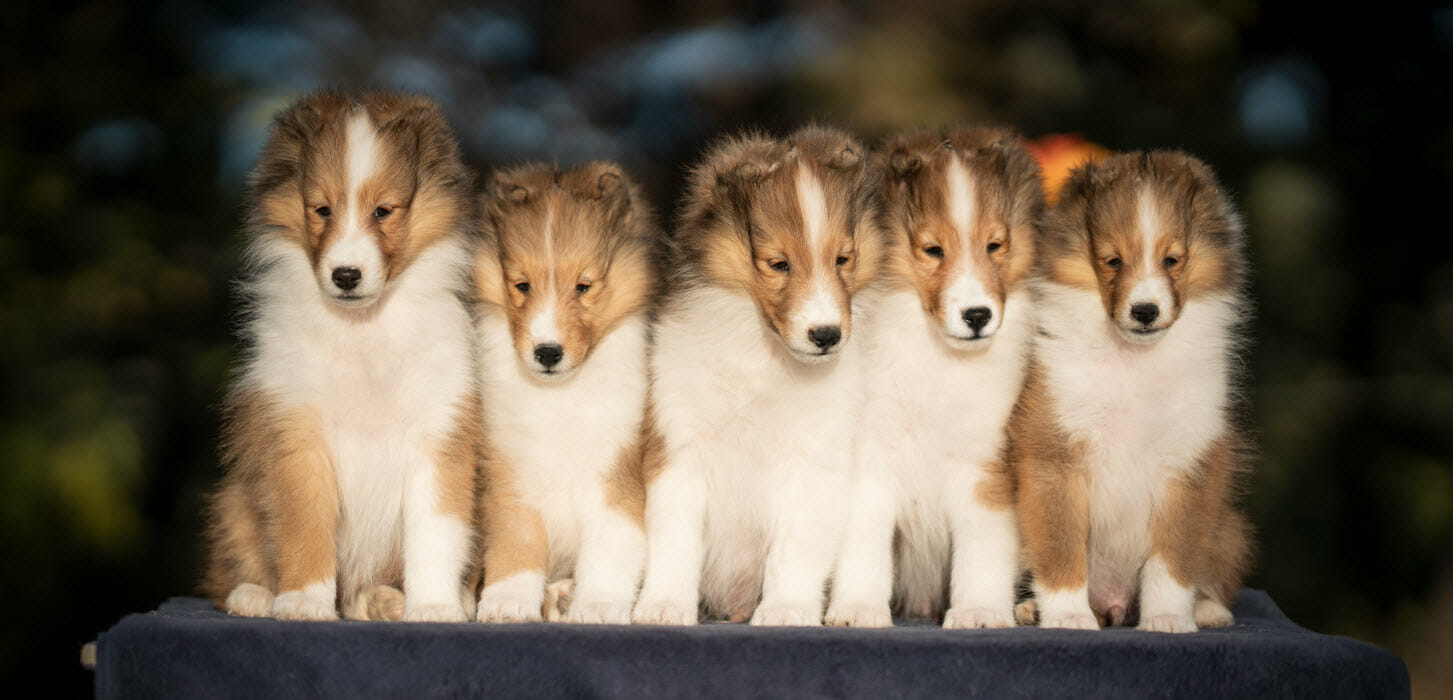 Relyt Sheltie Puppies