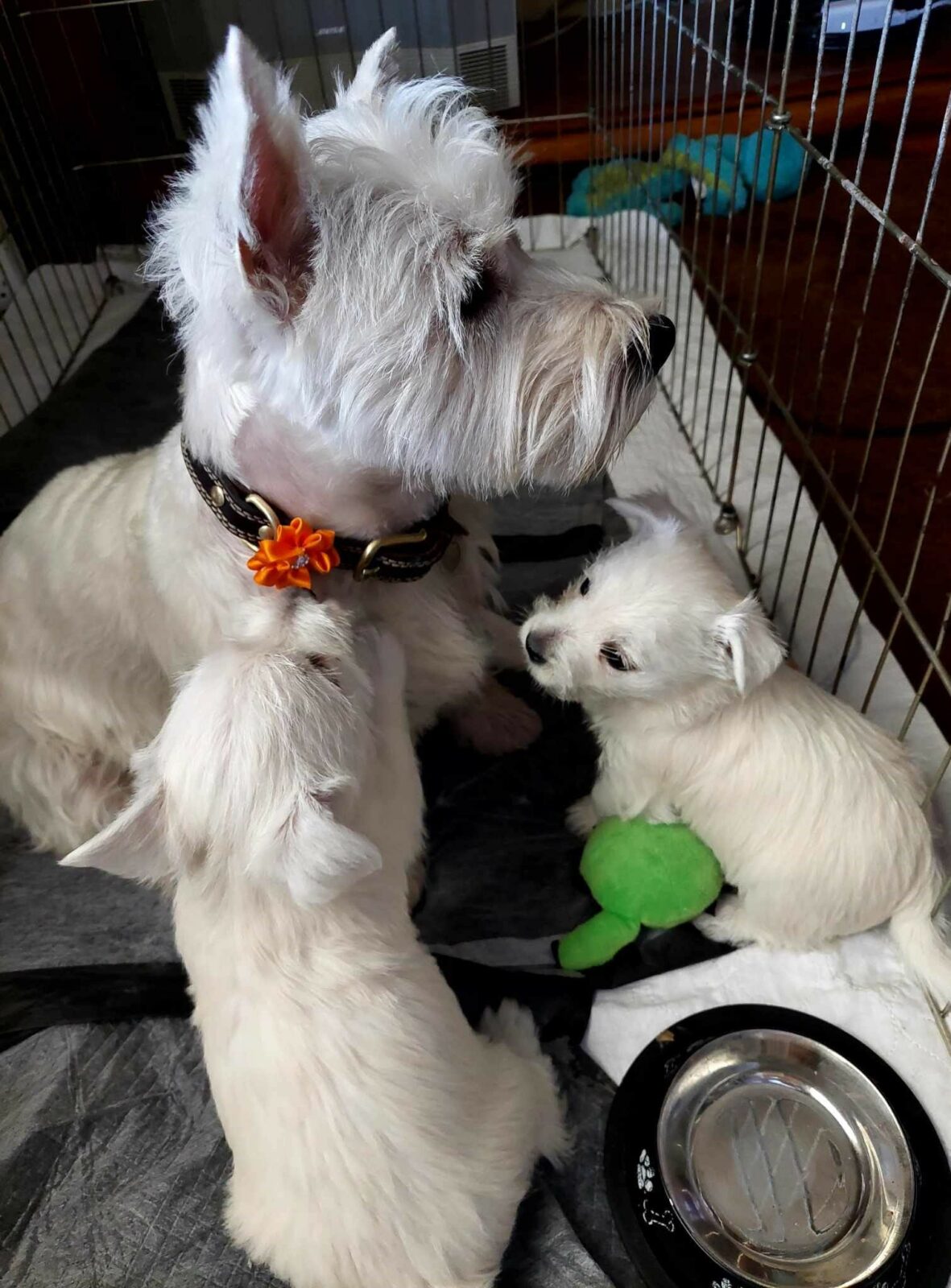 Photo inspiration: Picture Idea: Pleasant Prairie Farms Westies