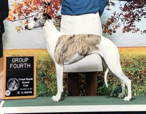 Kennel club whippet hot sale breeders