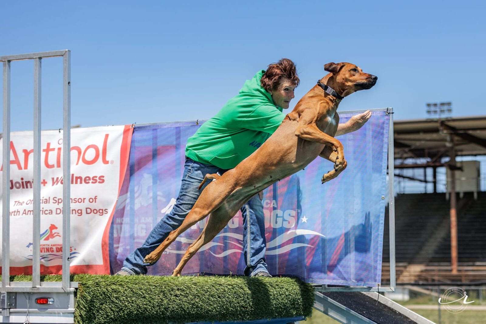 Rhodesian Ridgeback Dock Diving