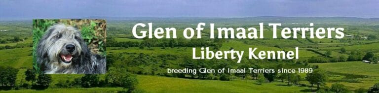 LIBERTY-glen-of-imaal-terriers-2