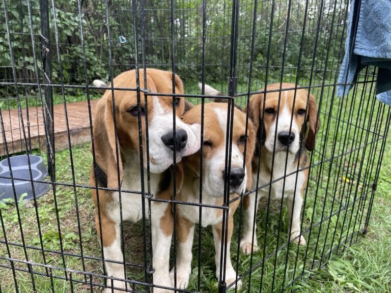 Rosabel Beagles | Alberta Beagle Breeder