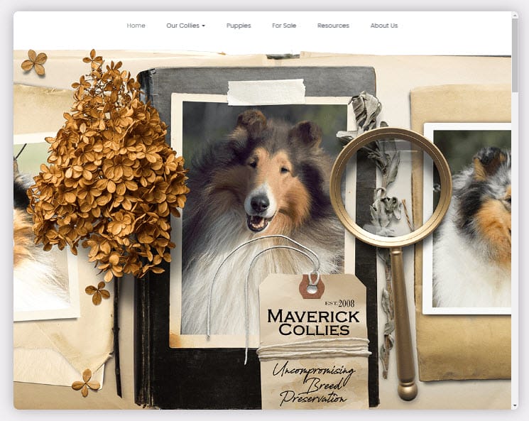Maverick Collies Homepage Embed