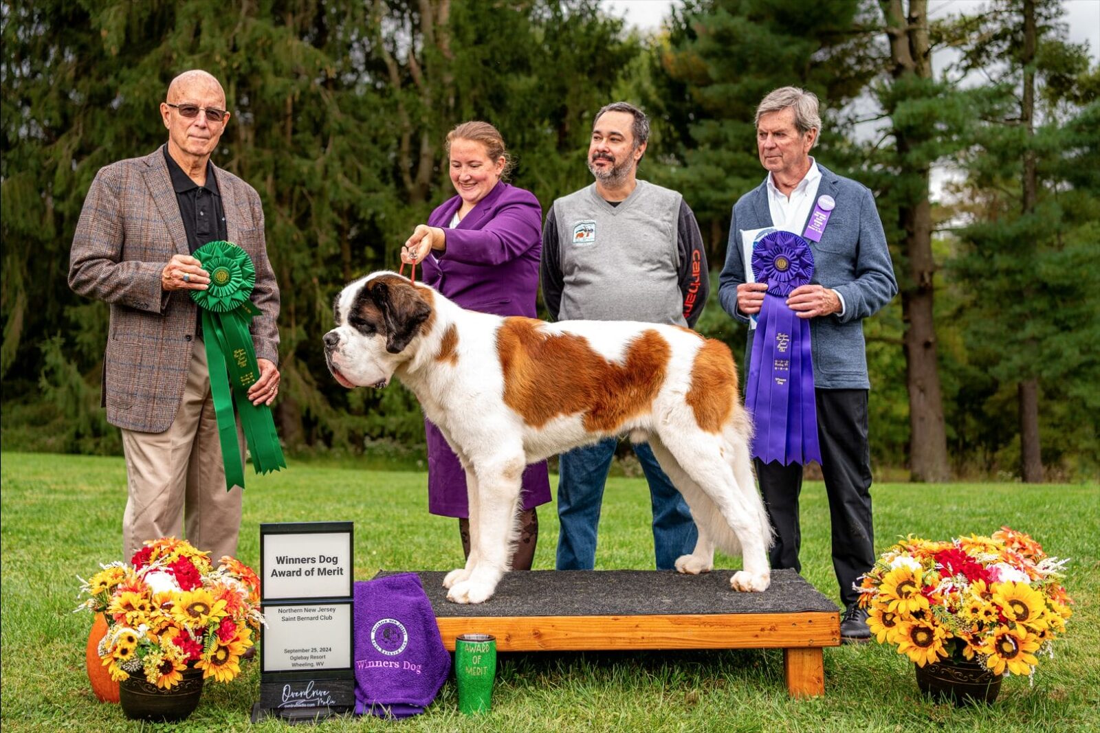 St. Bernard dog on platform with handlers and awards.