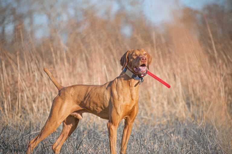 Nosam AKC Vizsla