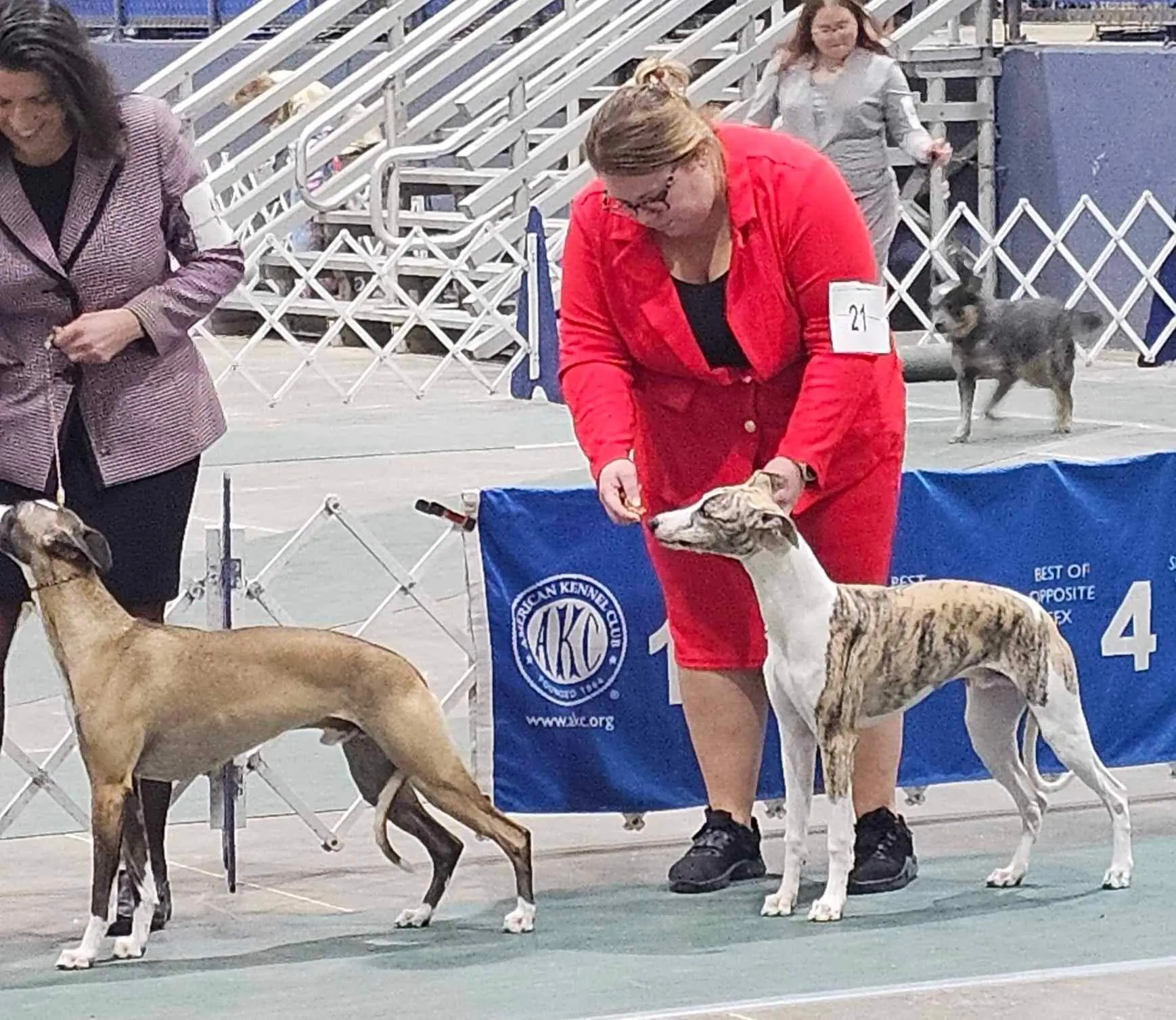 Whippet show cheap leads