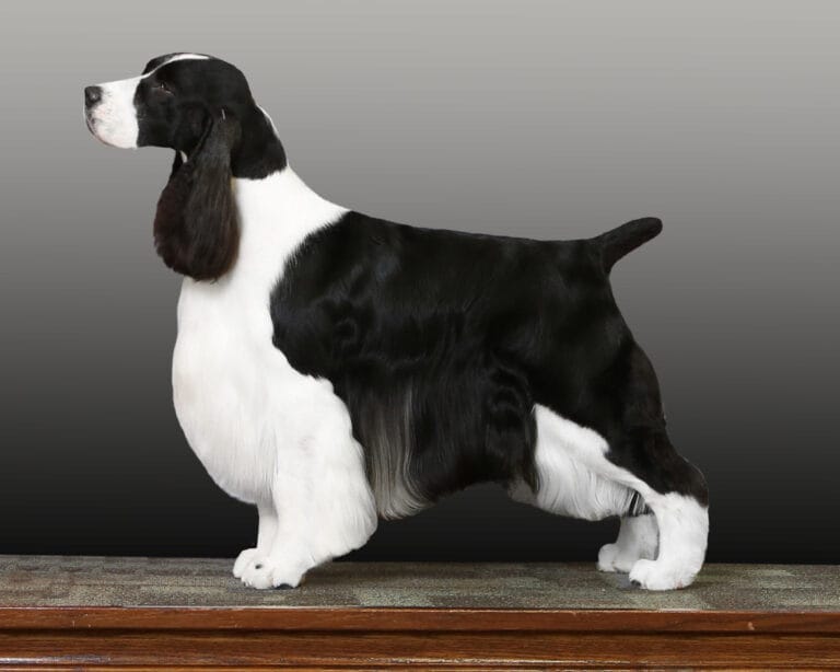 AKC English Springer Spaniel